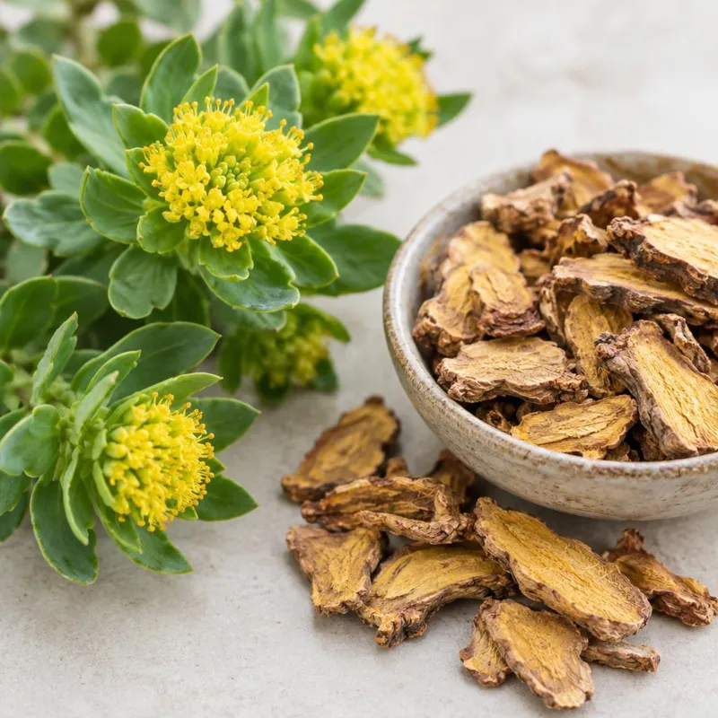 Rhodiola